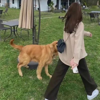 东墙飘香梦